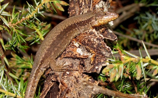 Podarcis